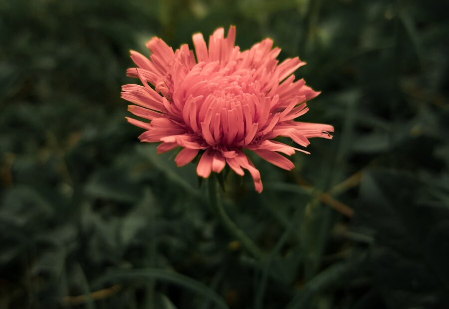 pink flower in tilt shift lens
